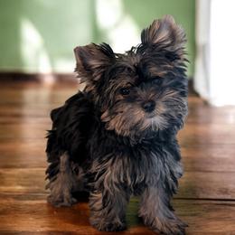 Milo - Black and tan male Yorkshire Terrier puppy in Claxton, Georgia from Small Pawz Shih tzu