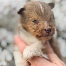 Sean - Sable merle and white male Shetland Sheepdog puppy in New York from Adiame Kennels