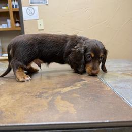 Brute - Chocolate and tan male Dachshund puppy in Irving, Texas from DFW Dachshunds by G & S