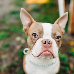 Donnie - Boston Terrier