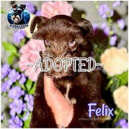 Felix-ADOPTED - Liver male Miniature Schnauzer puppy in Spruce Pine, North Carolina from Schnauzers of Blue Ridge