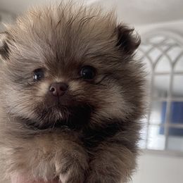 Peaches - Chocolate sable Pomeranian puppy in Denver, Colorado from Melrey's paws