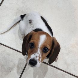 Ann - Piebald female Dachshund puppy in Goodman, Missouri from Jessica's Dashing Dachsunds and Chihuahuas