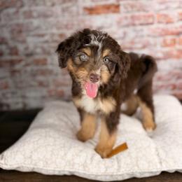 Linguine - male Australian Mountain Doodle puppy in Sweetwater, Florida from Sandy Snout Doodles