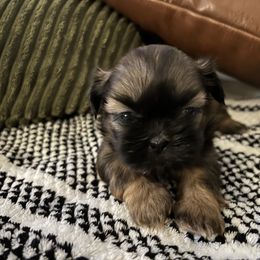 Girl 1 - Black and tan female Shih Tzu puppy in Peoria, Arizona from Jodi’s Shihtzus