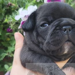 French Bulldogs from The Family Frenchie