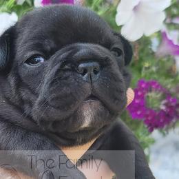 French Bulldogs from The Family Frenchie