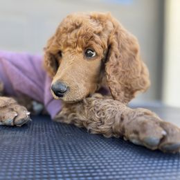 Light green collar boy - Red  male Poodle puppy in Riverside, California from Riverside red poodles