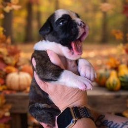 Jigsaw ( boy) - Brindle male Boxer puppy in Red Boiling Springs, Tennessee from Silver Rain