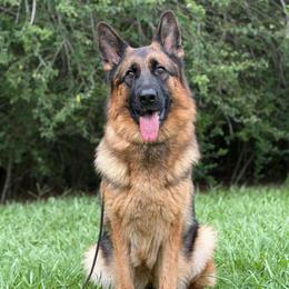 Queenie - German Shepherd