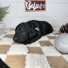 Felix - Black male Goldendoodle puppy in Litchfield, Connecticut from Gracie Doodles CT