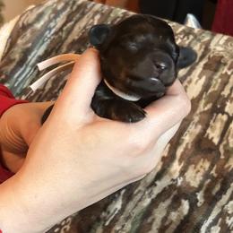 Pink Collar Miss Sweet Dill - Black and cream female Dachshund puppy in Hutto, Texas from R.G. Dachshunds