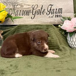 Aurora - White and red female Border Collie puppy in Moody, Texas from Narrow Gate Farm