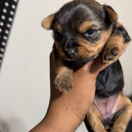 Uno - Black and tan female Yorkshire Terrier puppy in Dallas, Georgia from Shakerra's Yorkshire Terriers