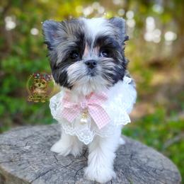 Companion Cross, Havanese, Mal-Shi, Maltese, Maltipoo, Morkie, and Shih Tzu Puppies from Seeking Shalom Acres Maltese, Maltipoos & Havamalts