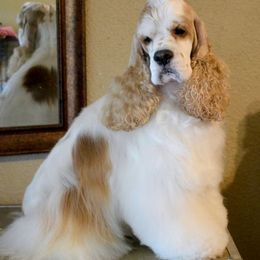 Cocker Spaniel All Grown Up from Willwyn Cockers