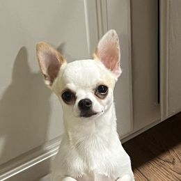 American Hairless Terrier and Chihuahua All Grown Up from CAS