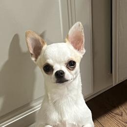 American Hairless Terrier and Chihuahua All Grown Up from CAS
