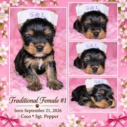 HARMONY - Black and tan female Yorkshire Terrier puppy in Michigan from TenderLittleCuties
