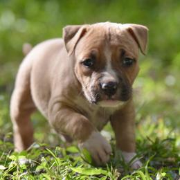 Boy 3 - Red male American Staffordshire Terrier puppy in St. Augustine, Florida from LBK & Ancient City