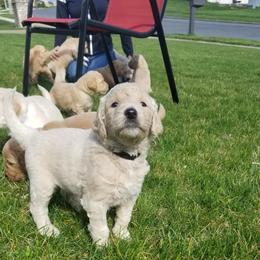 Goldendoodle Puppies from Masondixondoodles