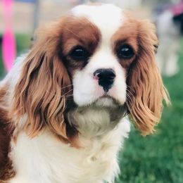 Cavalier King Charles Spaniels from Circle Valley Cavaliers