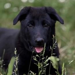 Girl 2 - female German Shepherd puppy in Spokane, Washington from Vom Haus Elbrus Kennel
