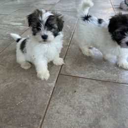 Golden Retriever and Havanese Puppies from Liberty LionsWatch