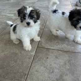 Golden Retriever and Havanese Puppies from Liberty LionsWatch