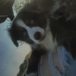 Duke - Miniature Australian Shepherd