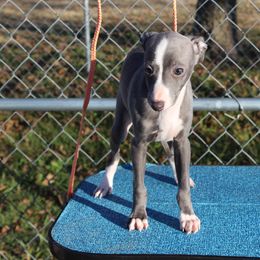 "Shengli Alessandro D’Maximus" Italian Greyhound All Grown Up from Shengli IGs
