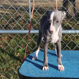 "Shengli Alessandro D’Maximus" Italian Greyhound All Grown Up from Shengli IGs
