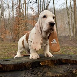 Pooh - Red and white male Basset Hound puppy in Dingess, West Virginia from Tuckers' Howling Hounds