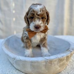 Milo - Red  male Goldendoodle puppy in Rio Linda, California from Plush Doodles