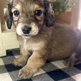 Orange collar male - Cream male Dachshund puppy in Wylie, Texas from Karas Royal Dachshunds