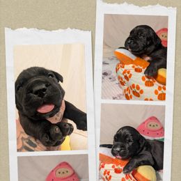 Purple collar - Black female Cane Corso puppy in Va Beach, Virginia from Guardian Corso's