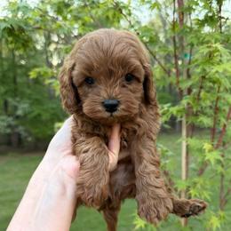 Winston - Red male Cavapoo puppy in Midland, North Carolina from Rocky River Cavapoos