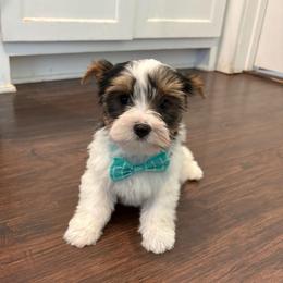 Oreo - Parti male Yorkshire Terrier puppy in Florence, Alabama from Yorkies of Forest Creek