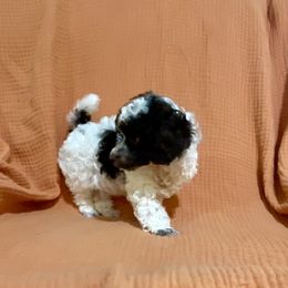 Hot pink collar girl - Parti Poodle puppy in Lufkin, Texas from Texas Kissed K9s