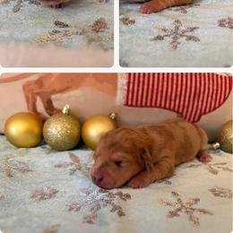 Symphony - Dapple female Dachshund puppy in Saint Paul, Minnesota from Vibrant Eyes Doxies