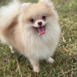 Oaklynn - Chocolate sable female Pomeranian puppy in Ector, Texas from BB Pomeranians