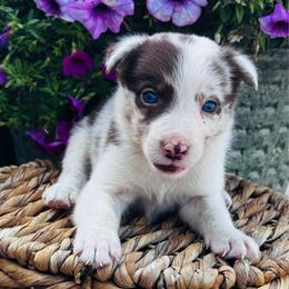 Girl 3 - red merle - Red merle female Border Collie puppy in Minden, Iowa from Rocking N Registered Border Collies & Labradors