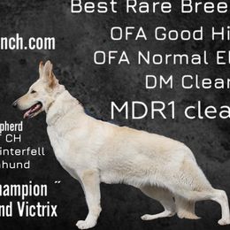 Winter - German Shepherd