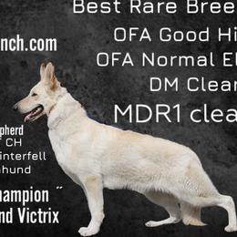 Winter - German Shepherd