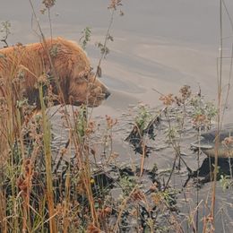 Golden Retrievers from Lyons Golden Retrievers
