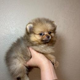 Lux Jr - Chocolate male Pomeranian puppy in Phoenix, Arizona from Luxpomz