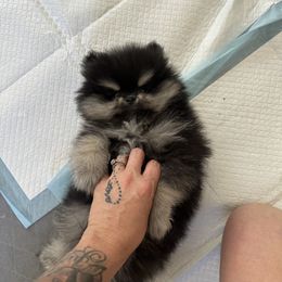 Pomeranian Puppies from Glitzypoms