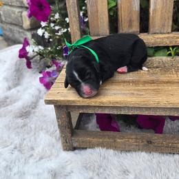 Rex - Black and white male Sheepadoodle puppy in Ashton, Idaho from Kerr Kanine Ranch