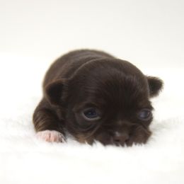 Maddie - Chocolate female Chihuahua puppy in Clinton, Missouri from RockyTop Hearts