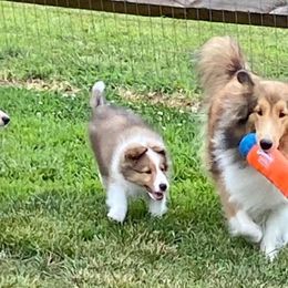 Shetland Sheepdog Puppies from Cheri Spangler's Shetland Sheepdogs